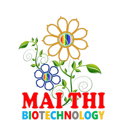 MAI THI